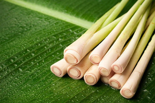 Why Is Lemongrass Essential Oil So Amazing? - Alchemy Of Skincare